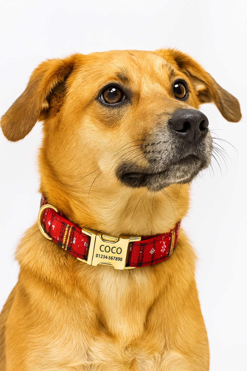 Merry & Bright Plaid Collar