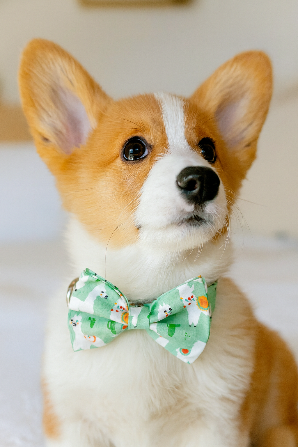 Llama Love Dog Collar with Bow Tie