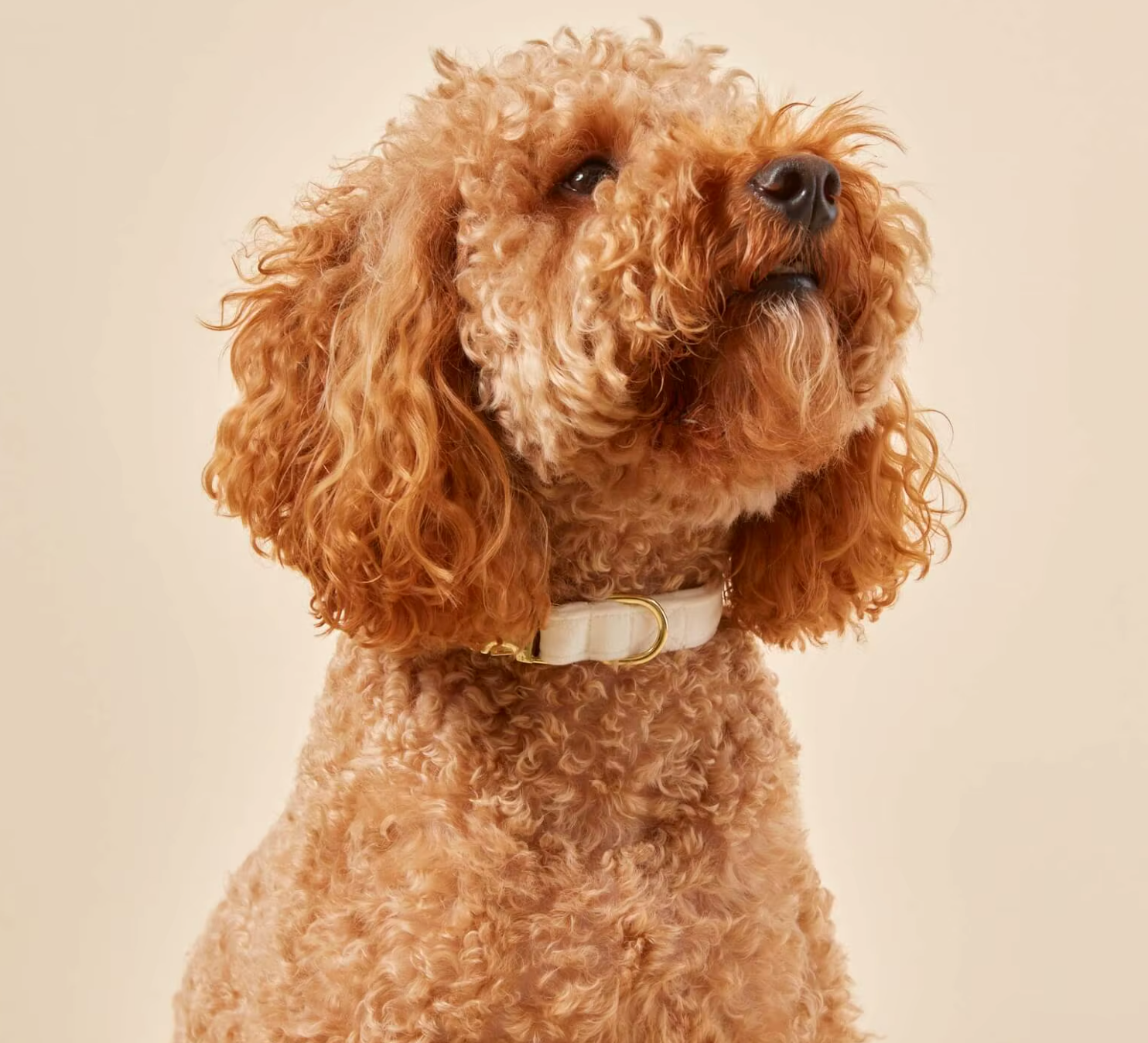 Velvet Signature Collar