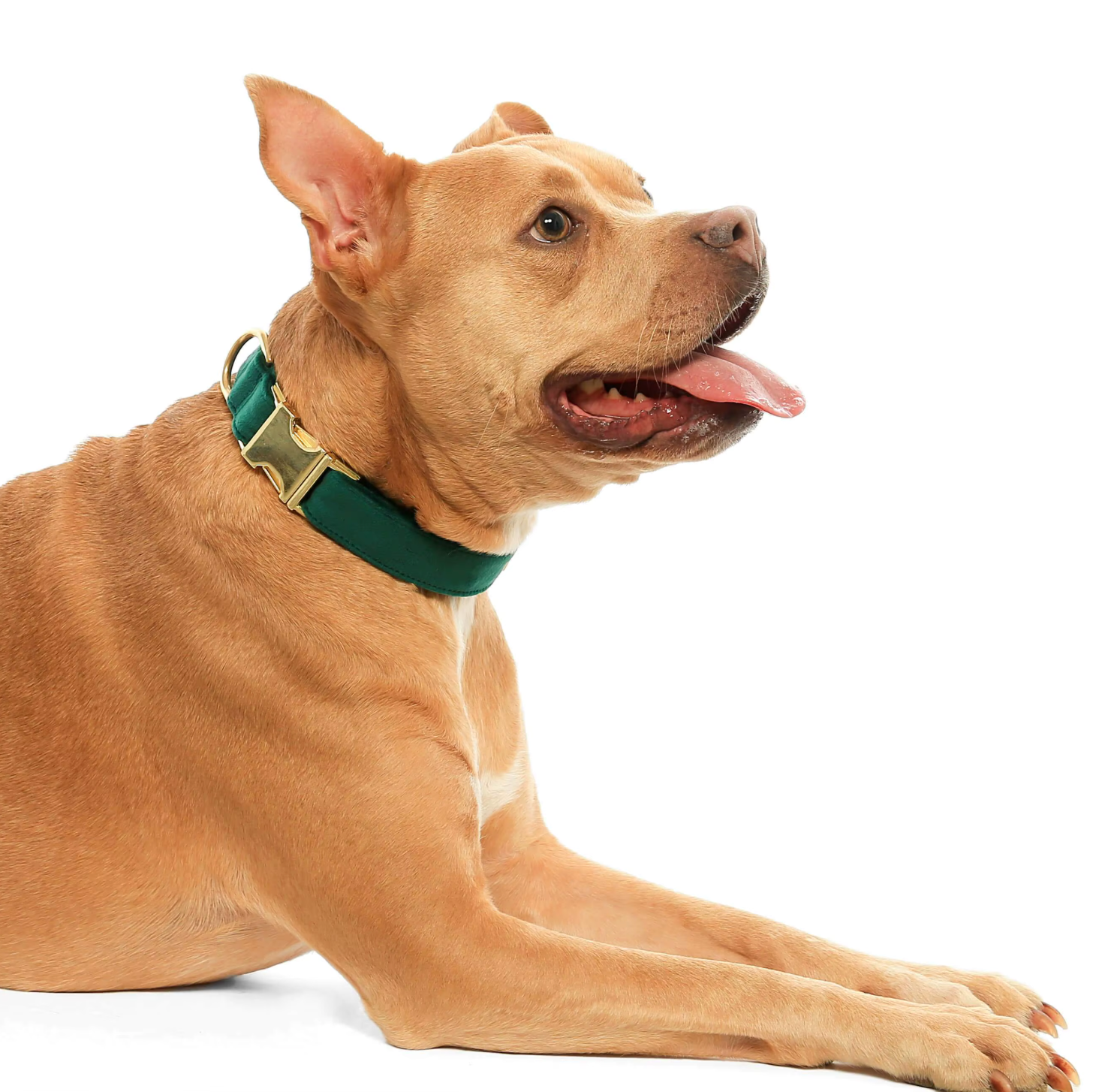 Velvet Signature Collar