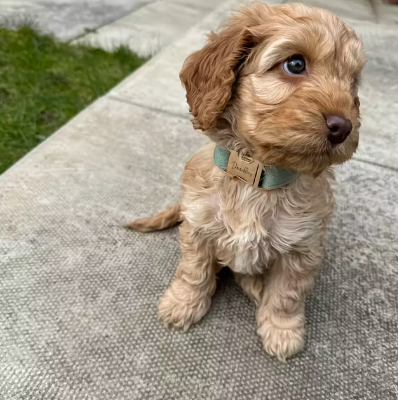 Velvet Signature Collar