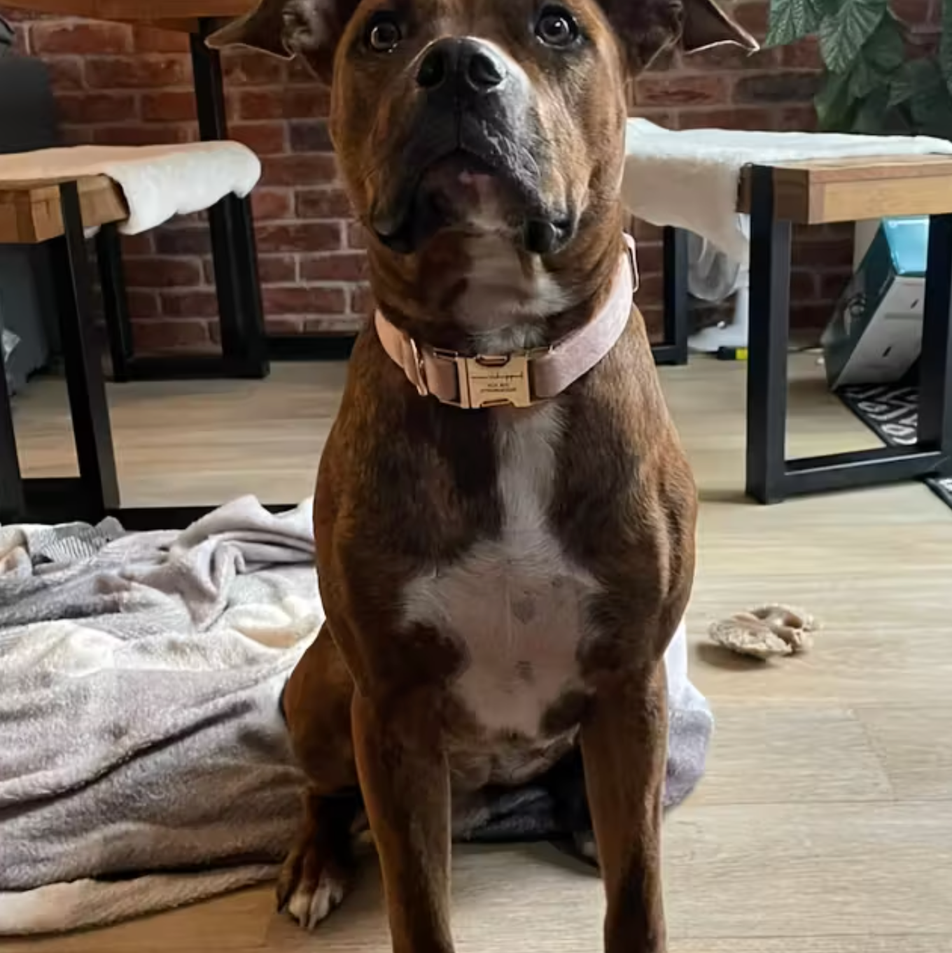 Velvet Signature Collar