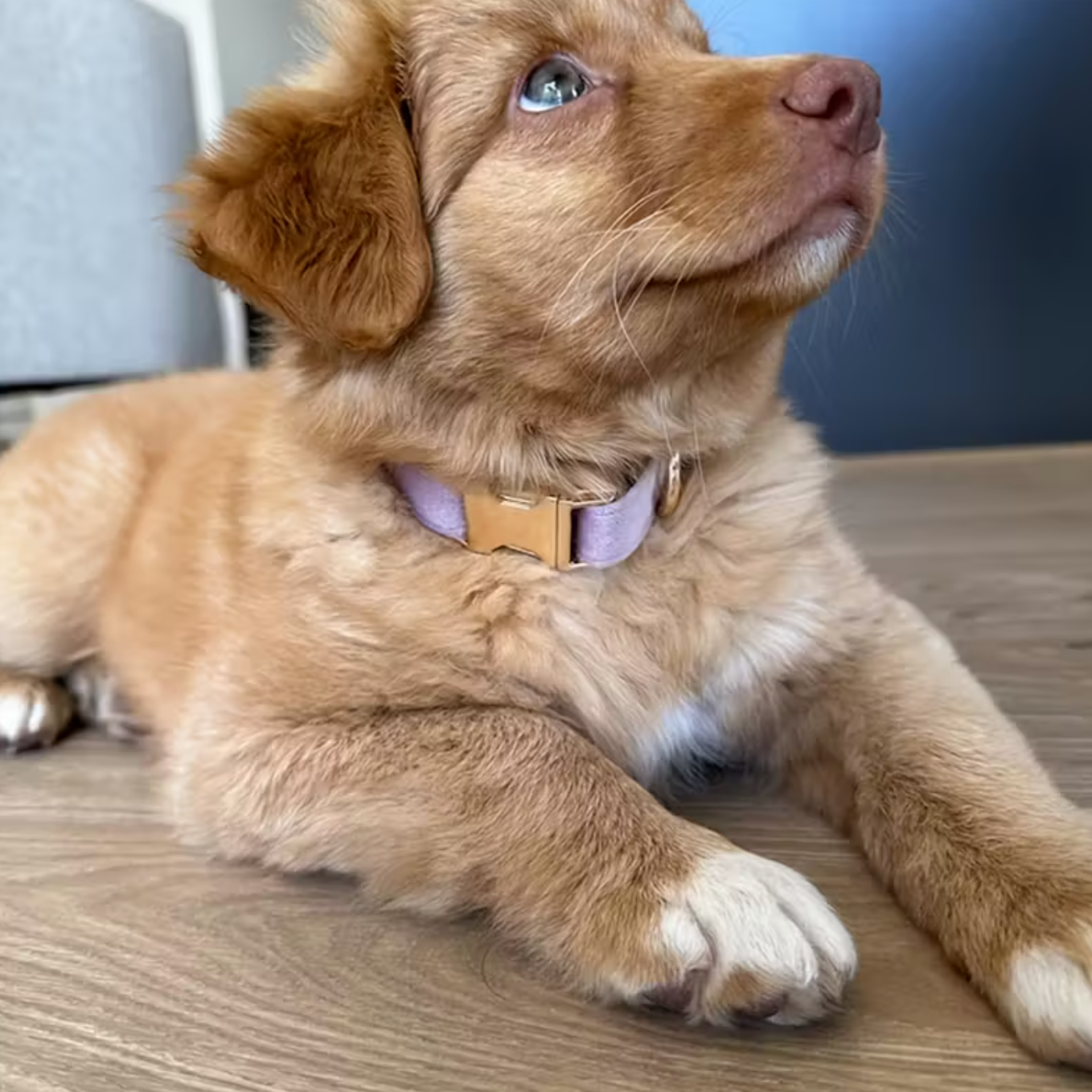 Velvet Signature Collar